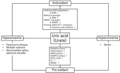 Uric acid and neurological disease: a narrative review